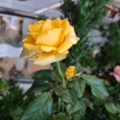 Multi-colored roses in the garden, arranged for Valentine's Day.