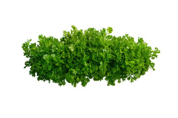 Obraz premium Fresh herb cutout showcasing vibrant green leaves, cut out