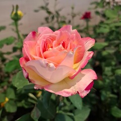 Multi-colored roses in the garden, arranged for Valentine's Day.