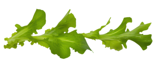 Fresh green salad leaves on a white background, cut out