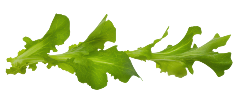 Fresh green salad leaves on a white background, cut out