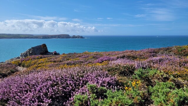 Lande sur la presqu'&icirc;le de Crozon, bruy&egrave;re, ajoncs