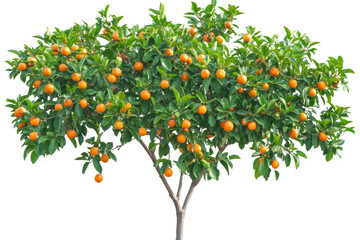 Citrus tree heavy with ripe oranges in sunlight, cut out