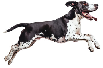Funny great dane leaps joyfully in mid-air, cut out