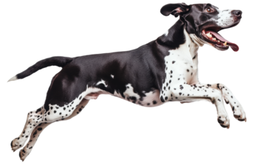 Funny great dane leaps joyfully in mid-air, cut out