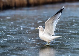 An adult Common Gull (Larus canus) takes off from the ice of a pond
