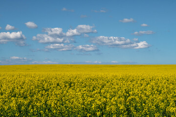 Fototapeta premium A sea of ​​canola