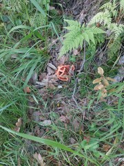 red and green leaves