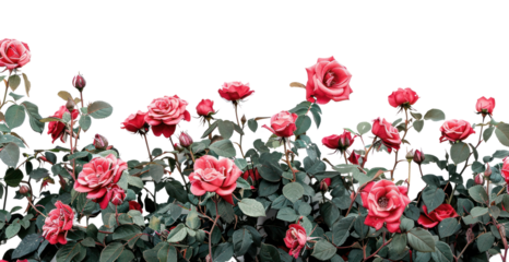 PNG Vibrant roses against white background