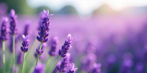 Fototapeta premium Serene Lavender Field at Dawn Close-up of Delicate Purple Blossoms Basking in Soft Sunlight, a Tranquil Pastoral Scene