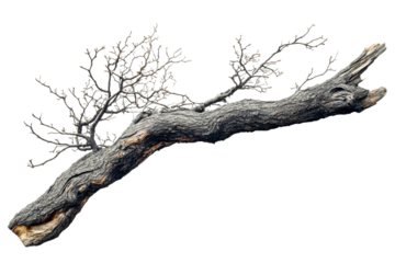 Unique twisted branch with bare twigs in detail