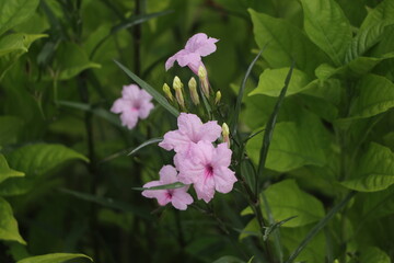 Beautiful pink blooming flower with blur green background, Flower background