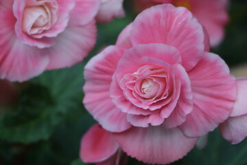 Beautiful pink Begonia flower blooming in the garden, flower background