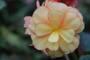 Close up of beautiful yellow Begonia flower blooming under the sunlight and dark background
