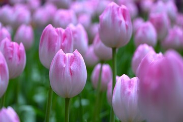 Close up of beautiful soft pink tulip field with its green leave, Gorgeous flower, romantic flower, flower background