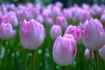 Close up of beautiful soft pink tulip field with its green leave, Gorgeous flower, romantic flower, flower background