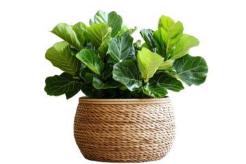Fiddle leaf fig plant in a woven basket decor