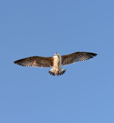 seagull in flight