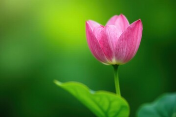 Fototapeta premium Delicate petals unfolding on a lush green stem, nature, blossoms
