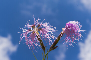 Dianthus superbus also known as fringed pink or large pink