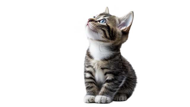 Cute kitten gazing upward in bright environment