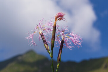 Dianthus superbus also known as fringed pink or large pink