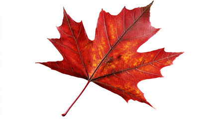 A leaf of a maple tree