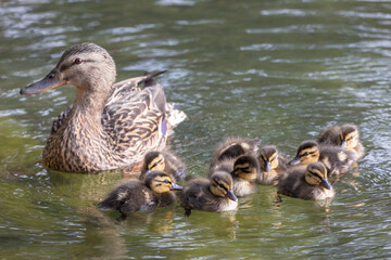 spot billed duck