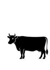 black and white cow