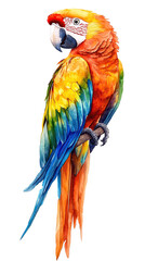 Obraz premium Colorful painting of macaw birds including blue, yellow, and red perched on a transparent background