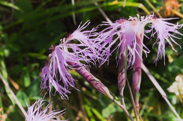 Dianthus superbus also known as fringed pink or large pink