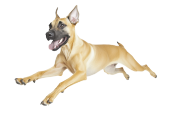 Great dane puppy jumping playfully with joy, cut out