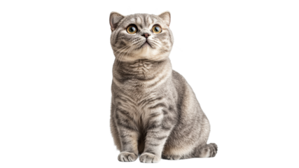 Cute silver tabby cat sitting and looking up