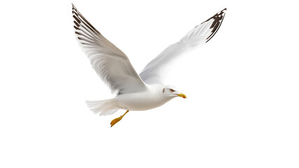 Obraz premium Seagull soaring in clear sky over calm waters