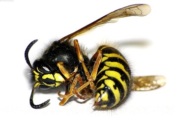 Honey bee, wasp or hornet close view. Insect in the natural habitat