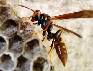 Honey bee, wasp or hornet close view. Insect in the natural habitat