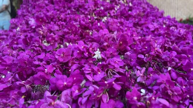 Purple Vanda orchids blooming with vibrant petals and intricate patterns, surrounded by lush green foliage in a tropical garden.
