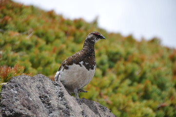 御嶽山のライチョウ