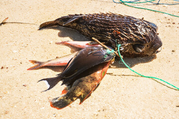 Freshly caught fish on sunny sandy beach, closeup detail