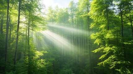 Obraz premium Gentle Sunlight Filtering Through Lush Green Forest Canopy