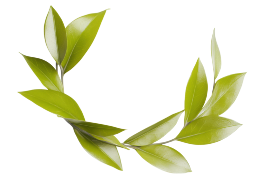 Elegant green laurel wreath for awards, cut out