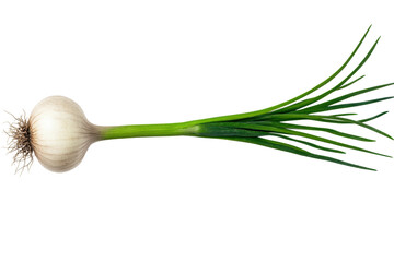 Fresh green onion with long green leaves and bulbs, cut out