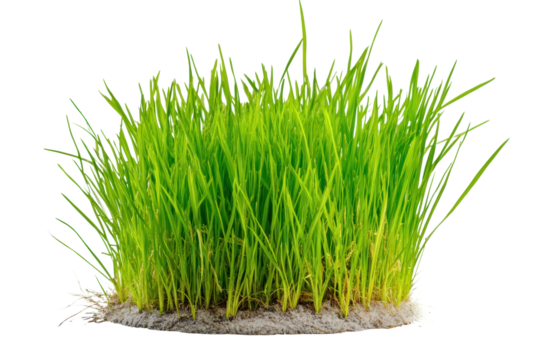 Green rice sprouts ready for cultivation, cut out