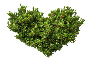 Obraz premium Heart-shaped green tree element for stock use, cut out