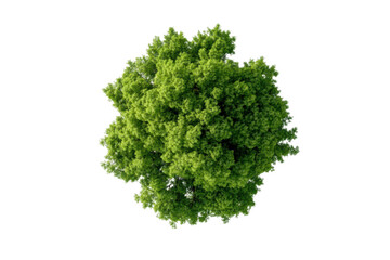 Fototapeta premium Lush green tree top view captured from above, cut out