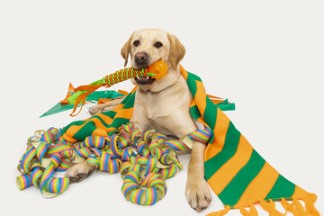 Blonde Labrador lying among streamers with a carnival scarf and a toy in its mouth, Carnival, celebration, party