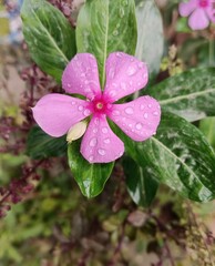 A Touch of Nature's Beauty