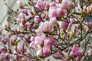 Magnolia en fleurs