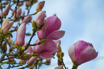 Gros plan sur des fleurs de magnolia