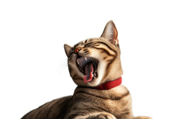 Happy playful British cat with a joyful yawn, cut out